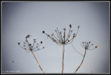 image 103711977