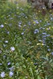 Wild Garden