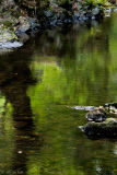 Green Pool