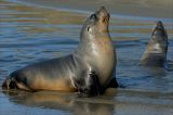 Hookers Sea Lion Pups