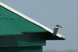 Vantage Point