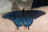 Pipevine Swallowtail.jpg