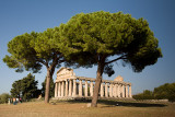 Pines & Temple of Athena