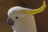 Sulphur Crested Cockatoo