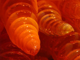 IMG_0220a.jpg