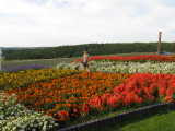 Beautiful color through the garden