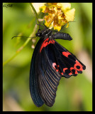 Scarlet Mormon