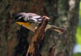 Yellow-throated Warbler- Ozark NF Longpool Rec Area