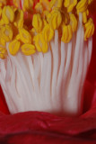 Flower 05