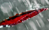 Raindrop Flashes