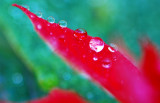 Dewdrops