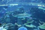 AQUARIUM - DUBAI MALL