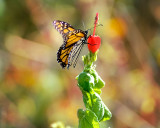 Monarch and Turks Cap 2