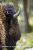 bison13.jpg
