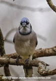 bluejay157.jpg