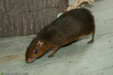 <b>Agouti</b><br><i>Dasyprocta</i> sp.<br>Houston Zoo