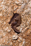 <i>Corynorhinus townsendii</i><br>Townsends Big-eared Bat