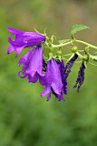 Breitblttrige Glockenblume (Campanula latifolia L.)