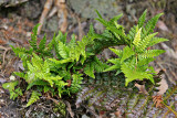 Dorniger Schildfarn (Polystichum aculeatum L.)