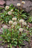 Kapaster (Felicia uliginosa Grau)