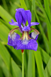Nacktstengel-Schwertlilie (Iris aphylla L.)