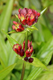 Ostalpen-Enzian (Gentiana pannonica) 2