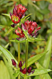 Ostalpen-Enzian (Gentiana pannonica)