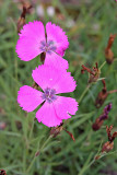 Pfauen-Nelke (Dianthus pavonius )