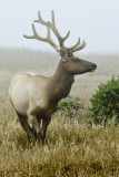 Tule Elk 1