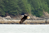 Bald Eagle 13.jpg