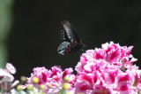 black butterfly on a pelargonium