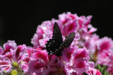 black butterfly on a pelargonium