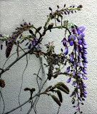 Wisteria