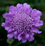 Scabiosa