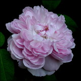 Roses Older Than I Am...