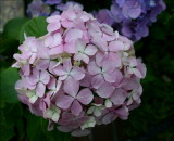 Hydrangea