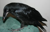 Our Raven for a short time...story time