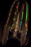 ex large neon jellyfis mod.jpg
