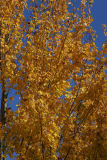 ex yellow leaved tree blue sky mod.jpg