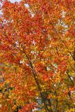 ex red tinged yellow fall leaves mod.jpg