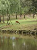 The park pond