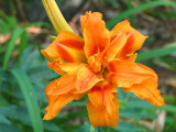 flaming double daylily