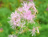 lavender pins and needles