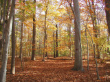 autumn walk in the woods