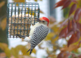 Red-bellied woodpecker