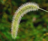 grass