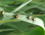 shiny bug conference