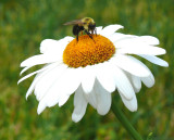 bee on a daisy