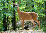 doe on the trail
