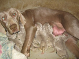 hannah and her pups    she is so sweet about them and notice how big they are